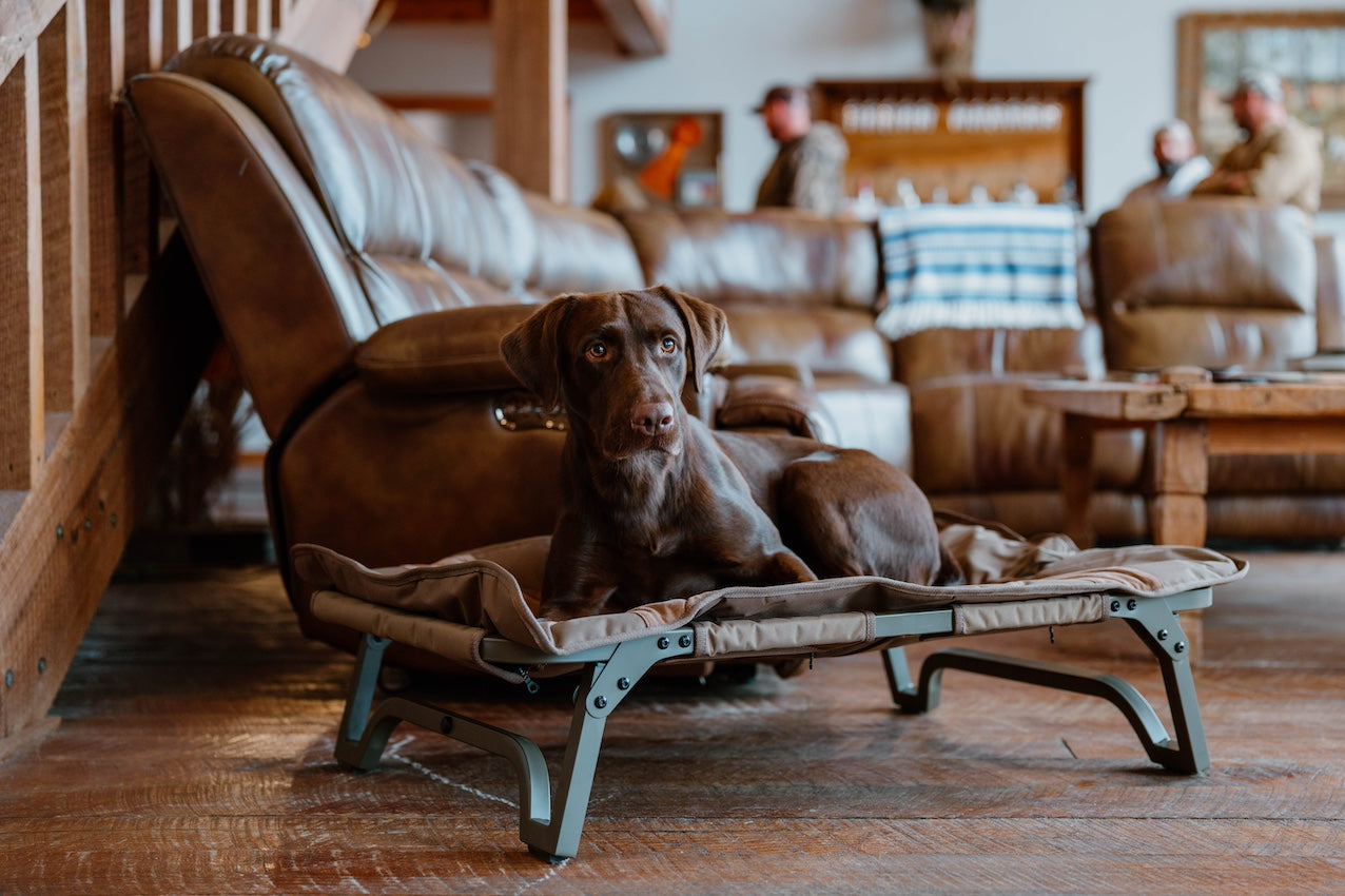 ASD Dog Cot