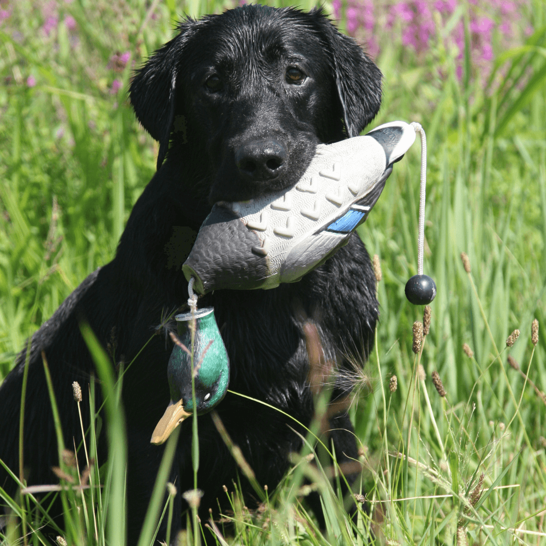 ez bird trainer