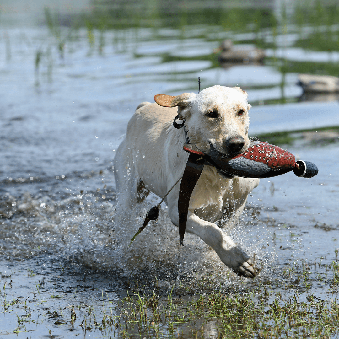 duck retriever training aid