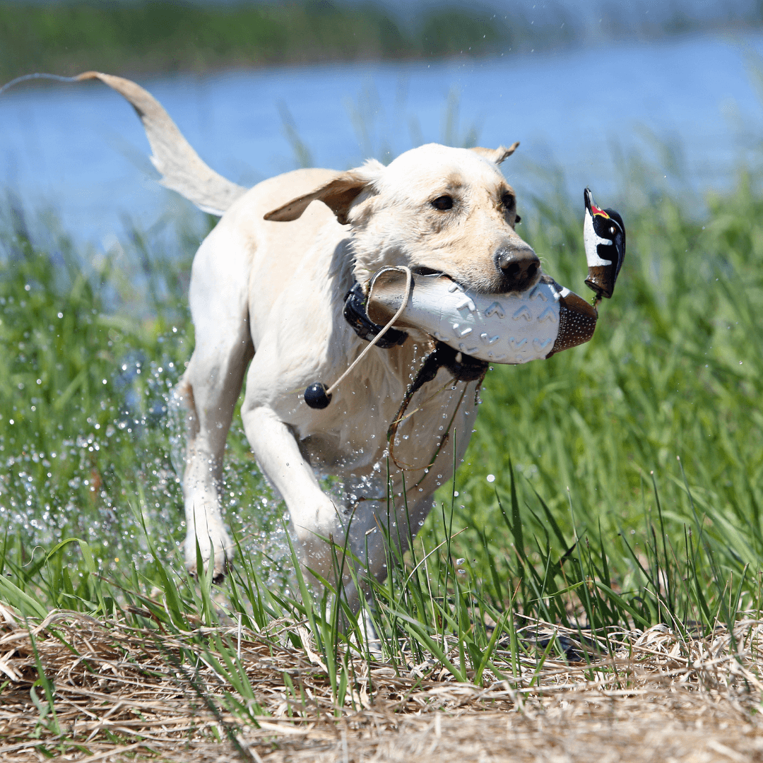EZ Bird Trainer for Retrievers - 4 Types