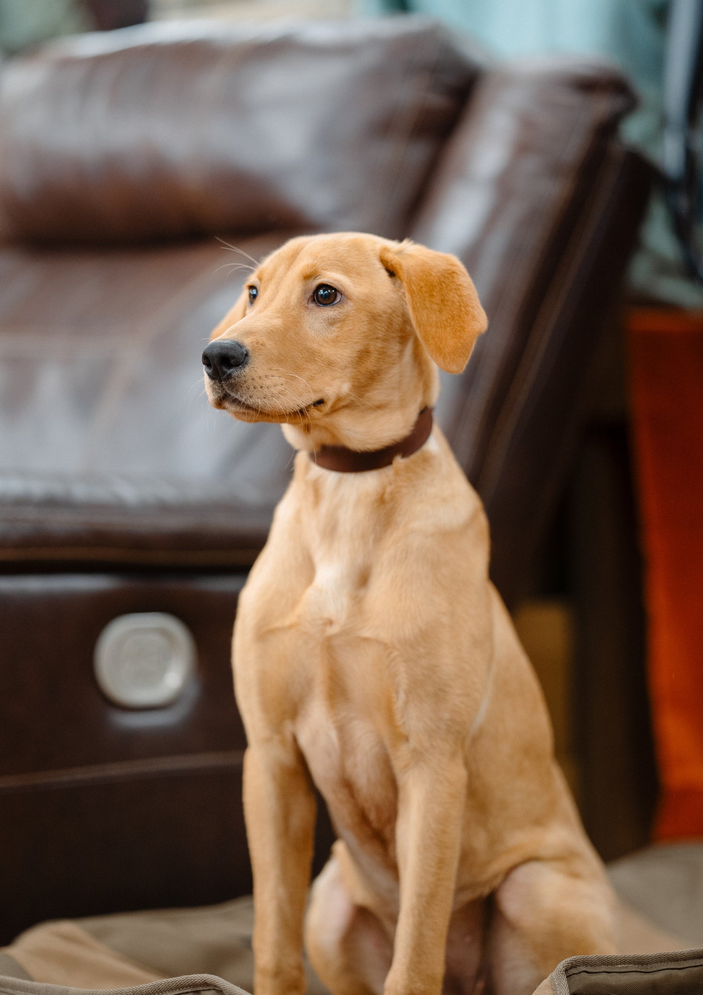 Leather MP Collar