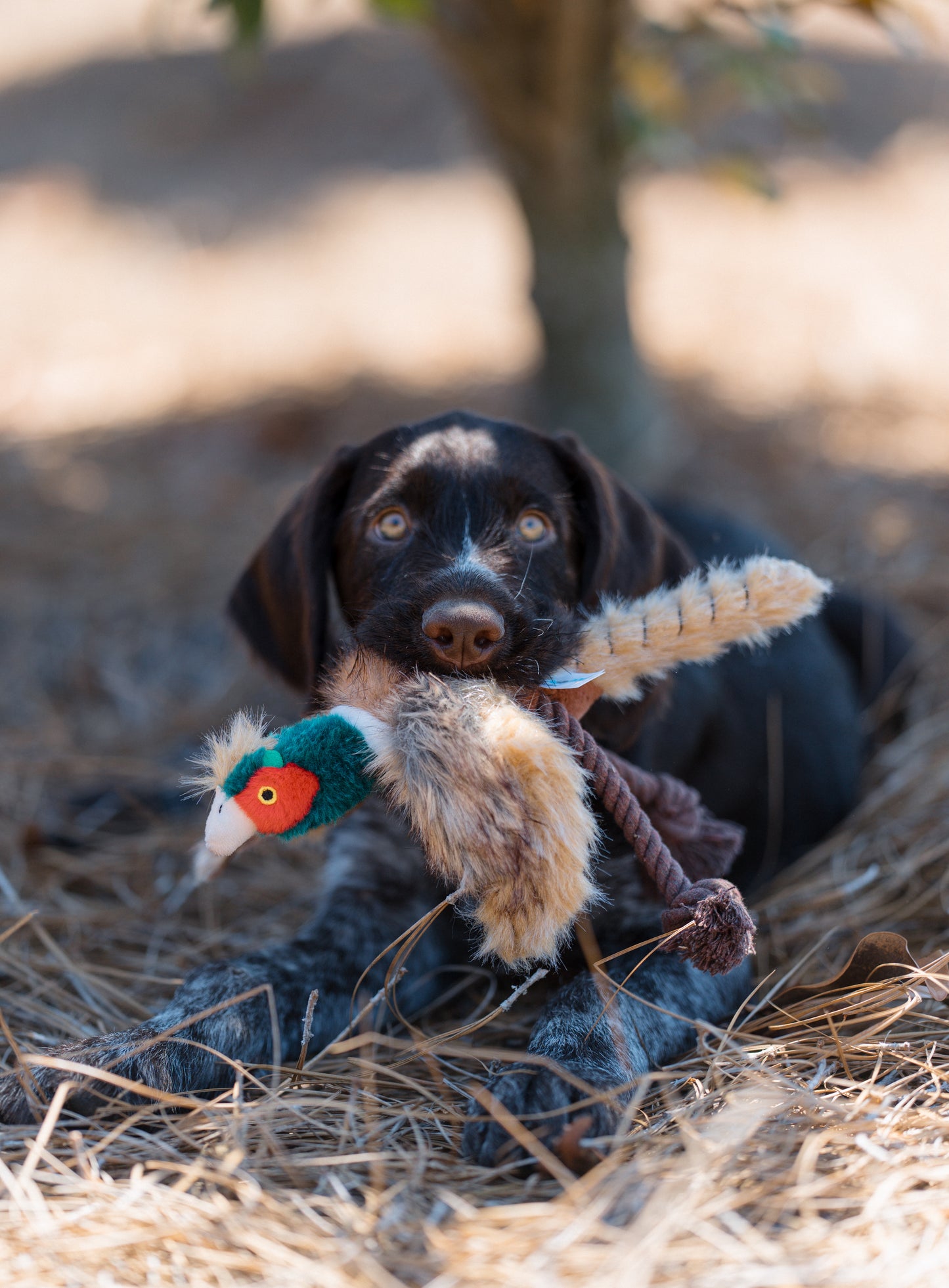 Plush Dog Toy