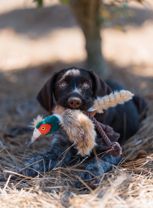 Plush Dog Toy