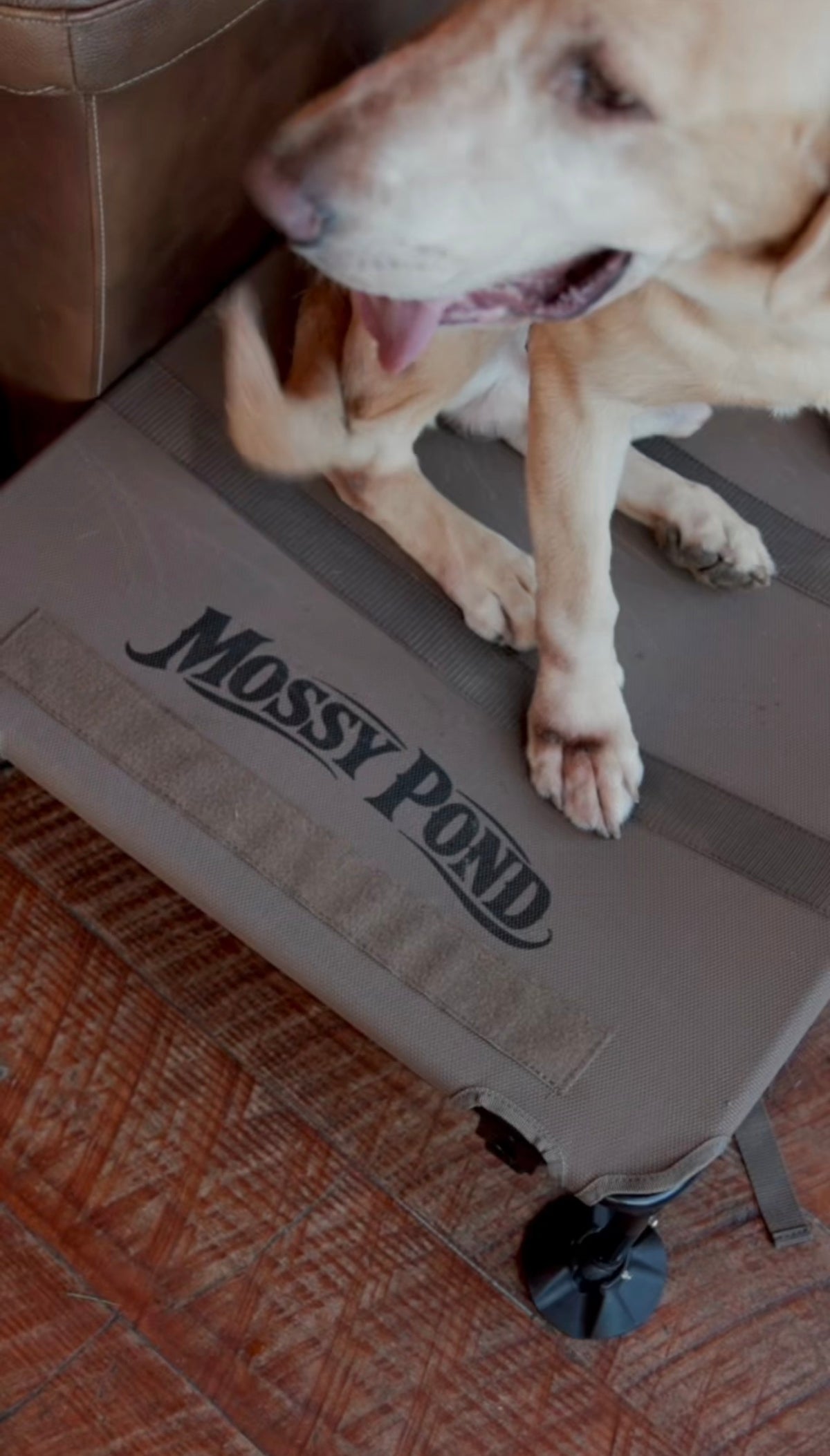 Lucky Duck x Mossy Pond HexStand