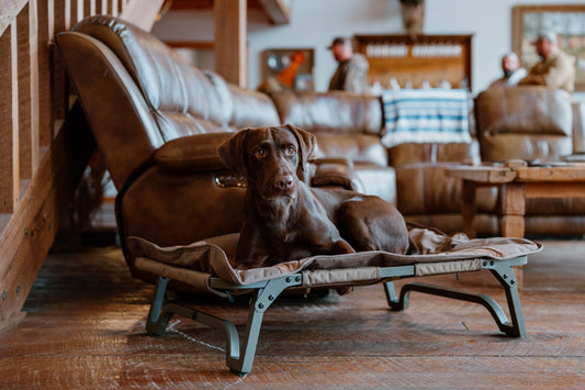 ASD Dog Cot