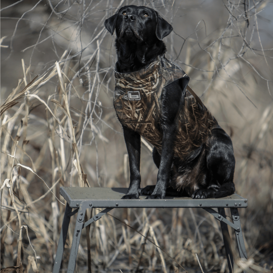 Banded Hybrid Dog Stand